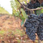 Transformando a Vitivinicultura Catarinense com Vinhos Finos Produzidos com Uvas Resistentes a Doenças