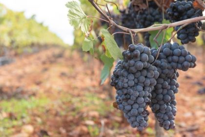 Transformando a Vitivinicultura Catarinense com Vinhos Finos Produzidos com Uvas Resistentes a Doenças
