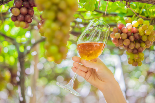 Trilha e Vinho Vinícola no Norte de Minas Promove Caminhada com Degustação Guiada: Experiência Única na Natureza e no Paladar