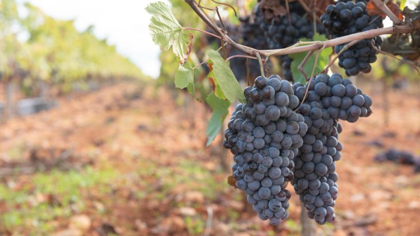 Transformando a Vitivinicultura Catarinense com Vinhos Finos Produzidos com Uvas Resistentes a Doenças
