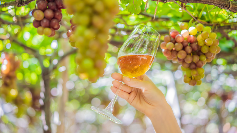 Trilha e Vinho Vinícola no Norte de Minas Promove Caminhada com Degustação Guiada: Experiência Única na Natureza e no Paladar