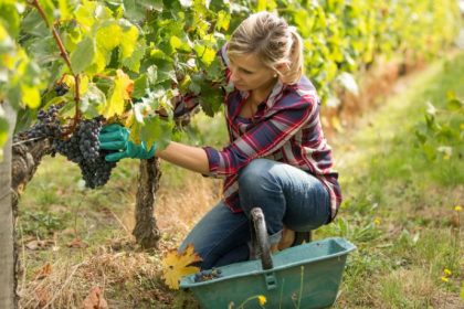 Vinícola Brasília coloca o Cerrado no mapa global do vinho após prêmio na França