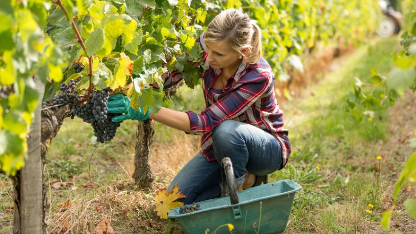 Vinícola Brasília coloca o Cerrado no mapa global do vinho após prêmio na França