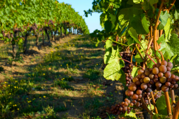 Vinícolas brasileiras vivem novo momento de expansão, e premiações mostram onde o vinho nacional está avançando