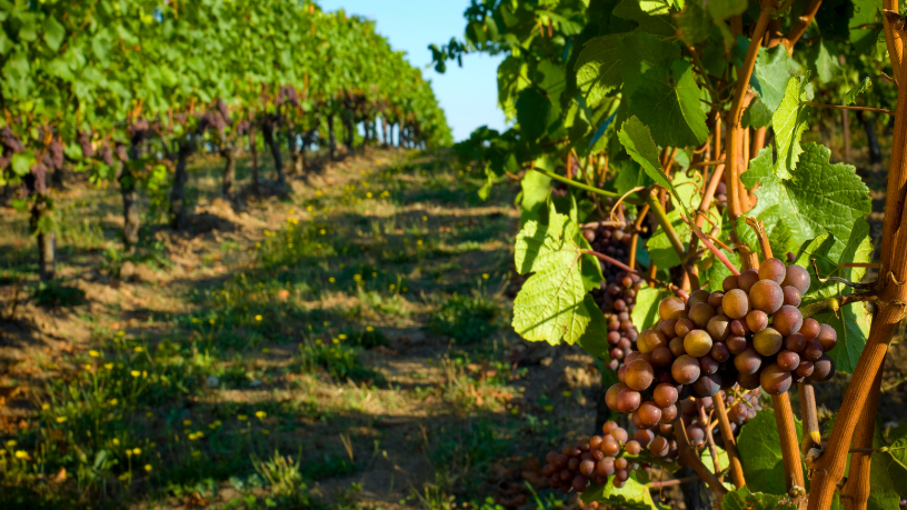 Vinícolas brasileiras vivem novo momento de expansão, e premiações mostram onde o vinho nacional está avançando