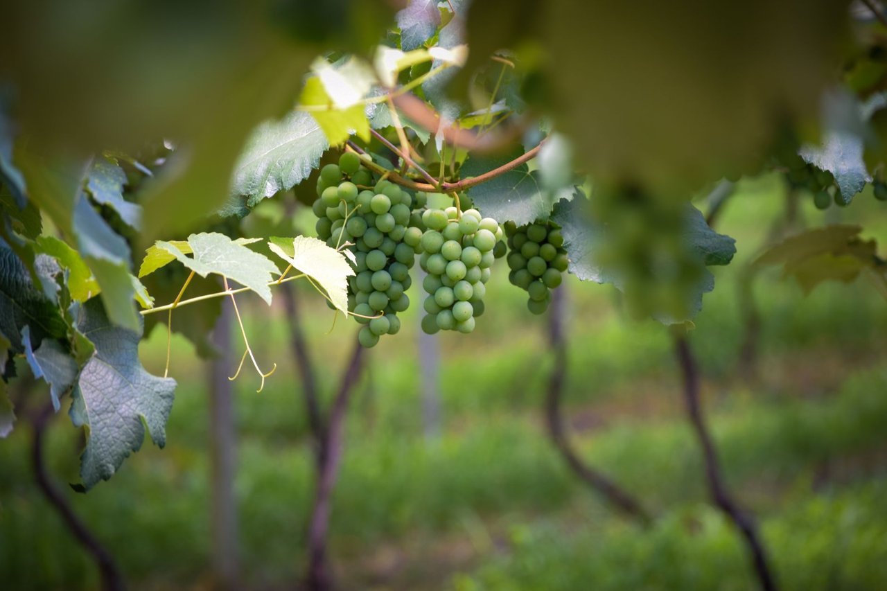 Cachos de uvas verdes pendem de videiras em um parreiral.