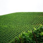 Fileiras de videiras cultivadas em uma paisagem rural, representando a produção vitivinícola.