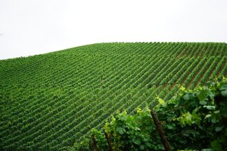 Fileiras de videiras cultivadas em uma paisagem rural, representando a produção vitivinícola.