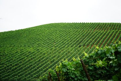 Fileiras de videiras cultivadas em uma paisagem rural, representando a produção vitivinícola.
