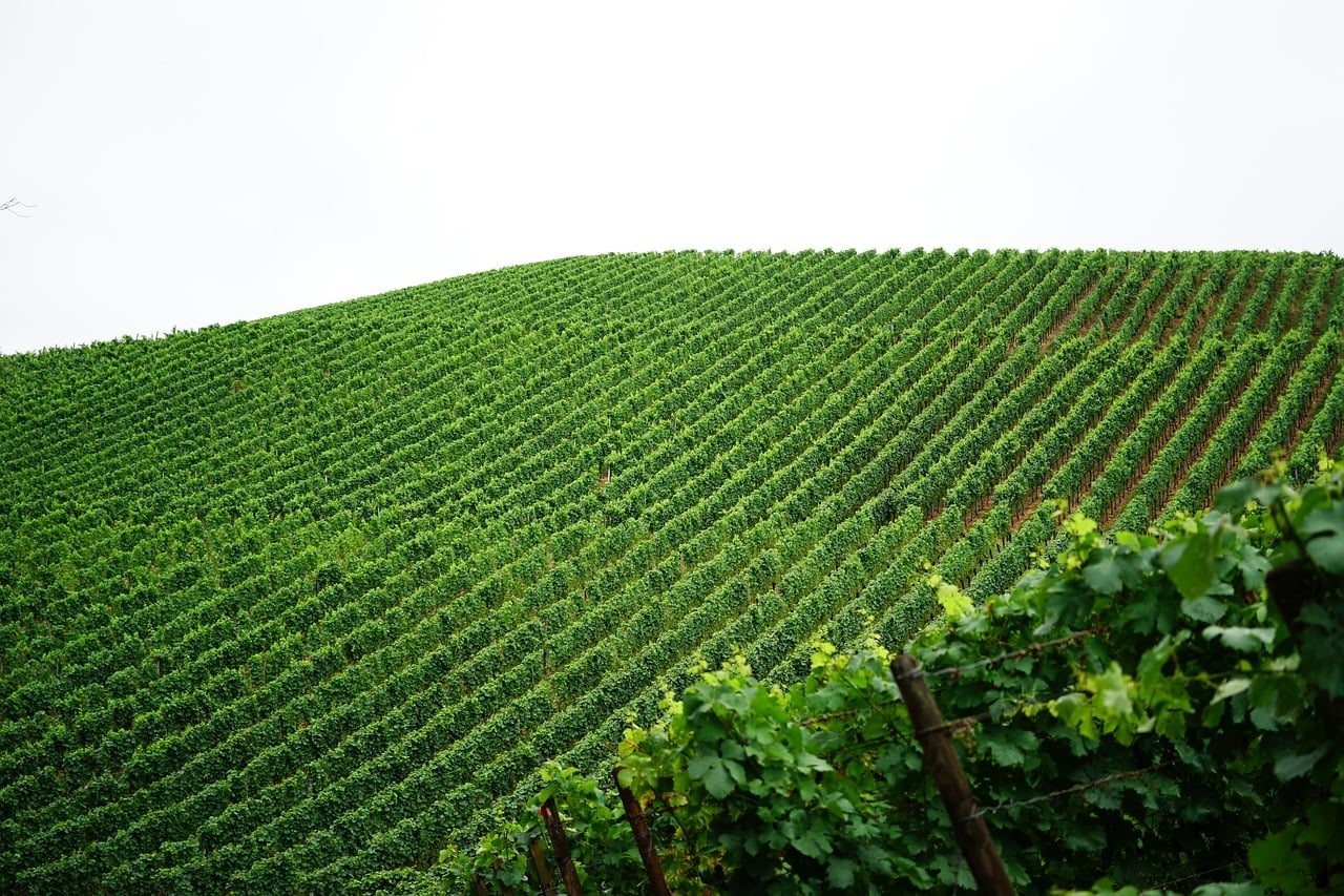 Fileiras de videiras cultivadas em uma paisagem rural, representando a produção vitivinícola.